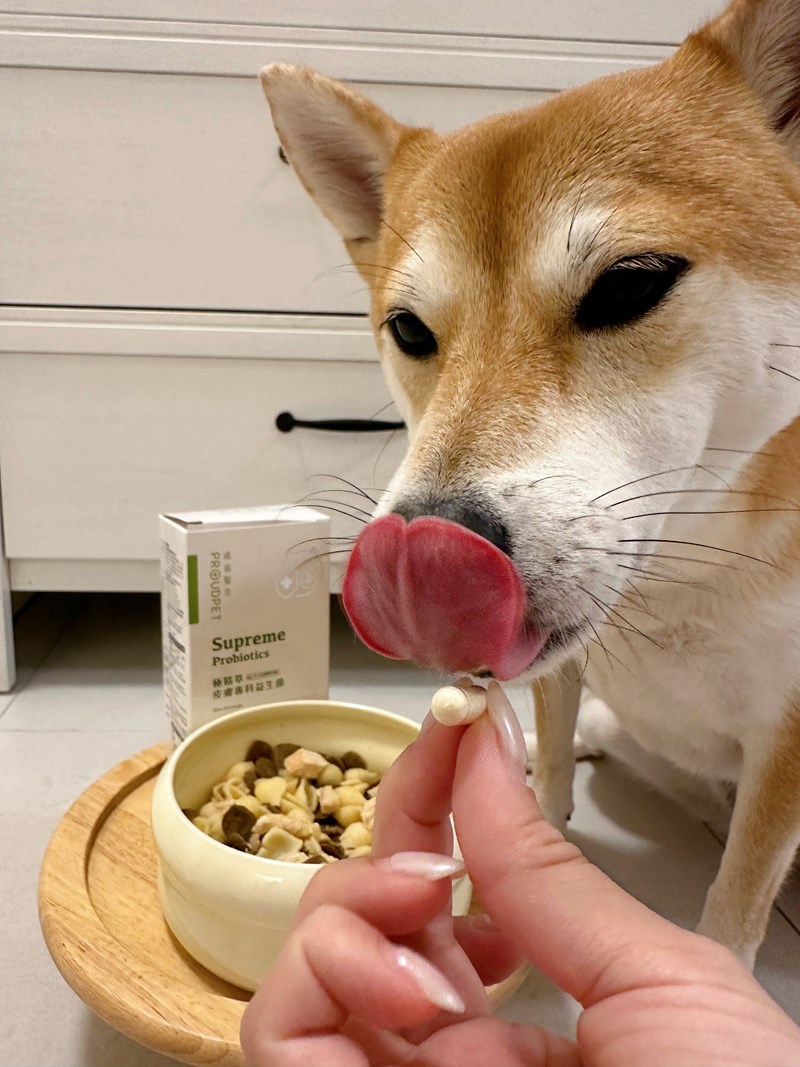 試用